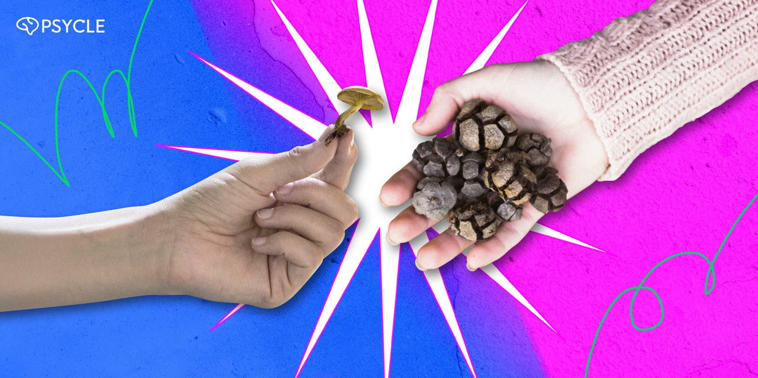 Magic Mushrooms vs. Magic Truffles: What's the Difference?