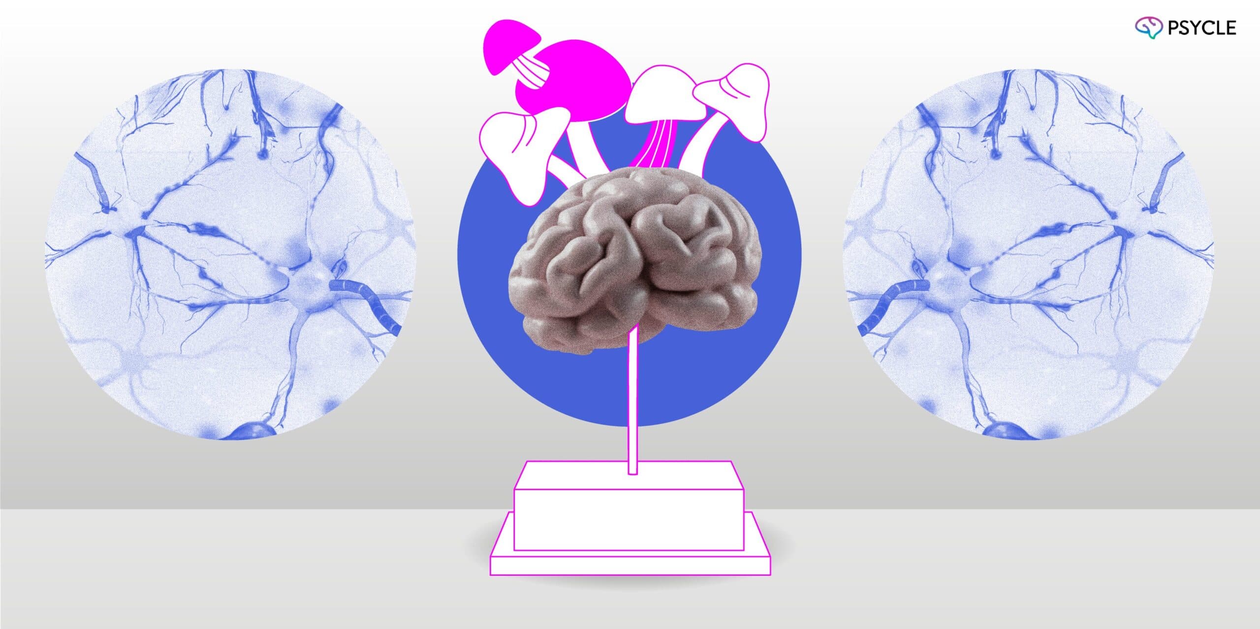 How Does Mushroom Therapy Work?
