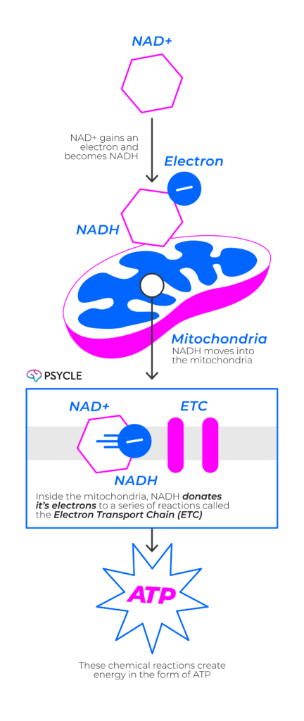 How NAD works