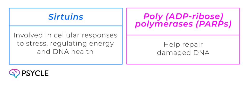 Enzymes that are involved in other essential cellular processes
