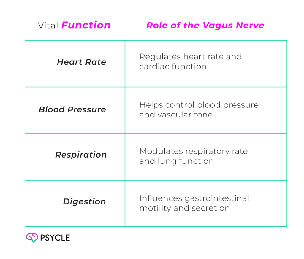 Graphic showing the role of the Vagus Nerve