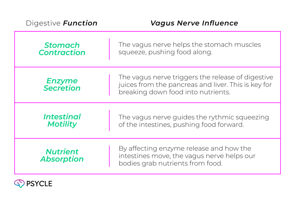 Graphic showing Vagus Nerve Influence of digestive functions