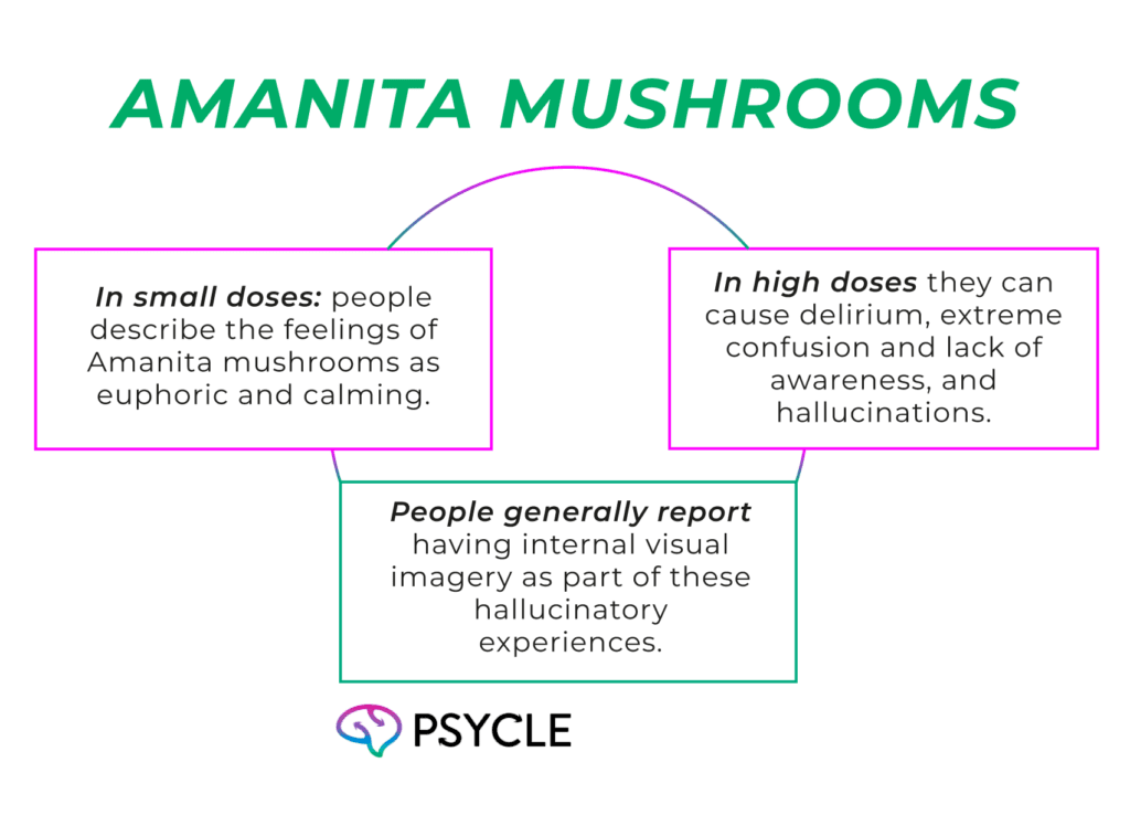 Effects of amanita mushrooms